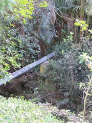 Melicytus ramiflorus ramiflorus