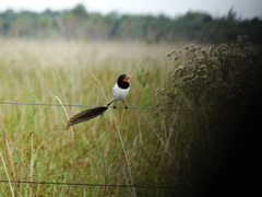 Alectrurus risora