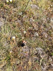 Bombus coccineus