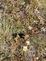 Bombus coccineus