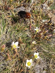 Bombus coccineus