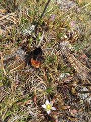 Bombus coccineus