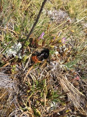 Bombus coccineus