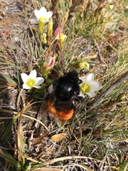 Bombus coccineus