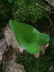 Hexastylis shuttleworthii