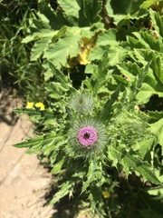 Cirsium brevistylum