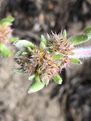 Chorizanthe cuspidata cuspidata