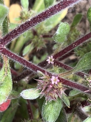 Chorizanthe cuspidata cuspidata