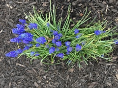 Muscari armeniacum