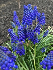Muscari armeniacum
