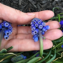 Muscari armeniacum