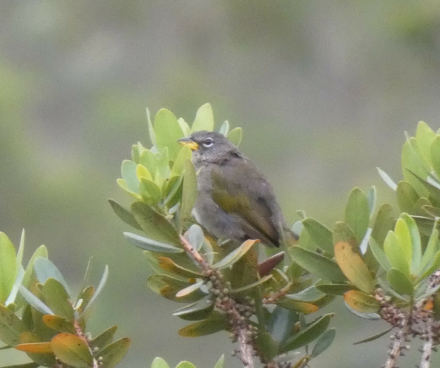Serra Finch (Embernagra longicauda), photo 10