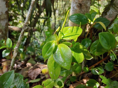 Foto de Tostão