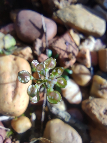 Image of Teesdalia coronopifolia by (c) Santiago Martín-Bravo, some rights reserved (CC BY)