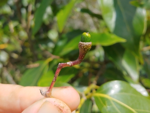 Nectandra turbacensis