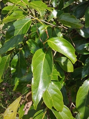 Nectandra turbacensis, photograph (c) Kurt Miller, some rights reserved (CC BY-SA)