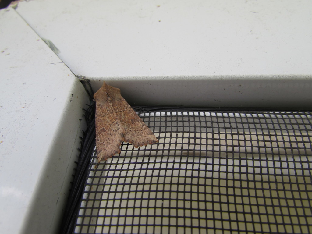 Perigonica tertia