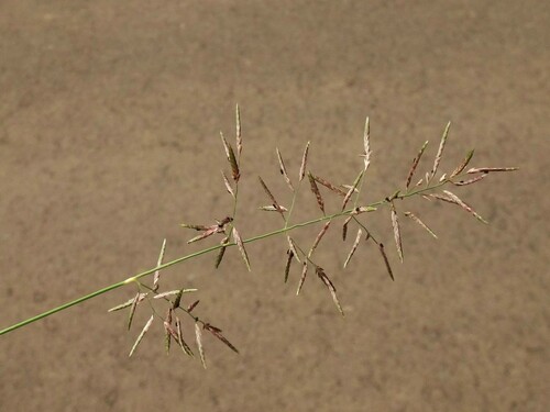 Image of Eragrostis barrelieri by (c) Christian Berg, some rights reserved (CC BY)