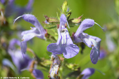 Salvia engelmannii