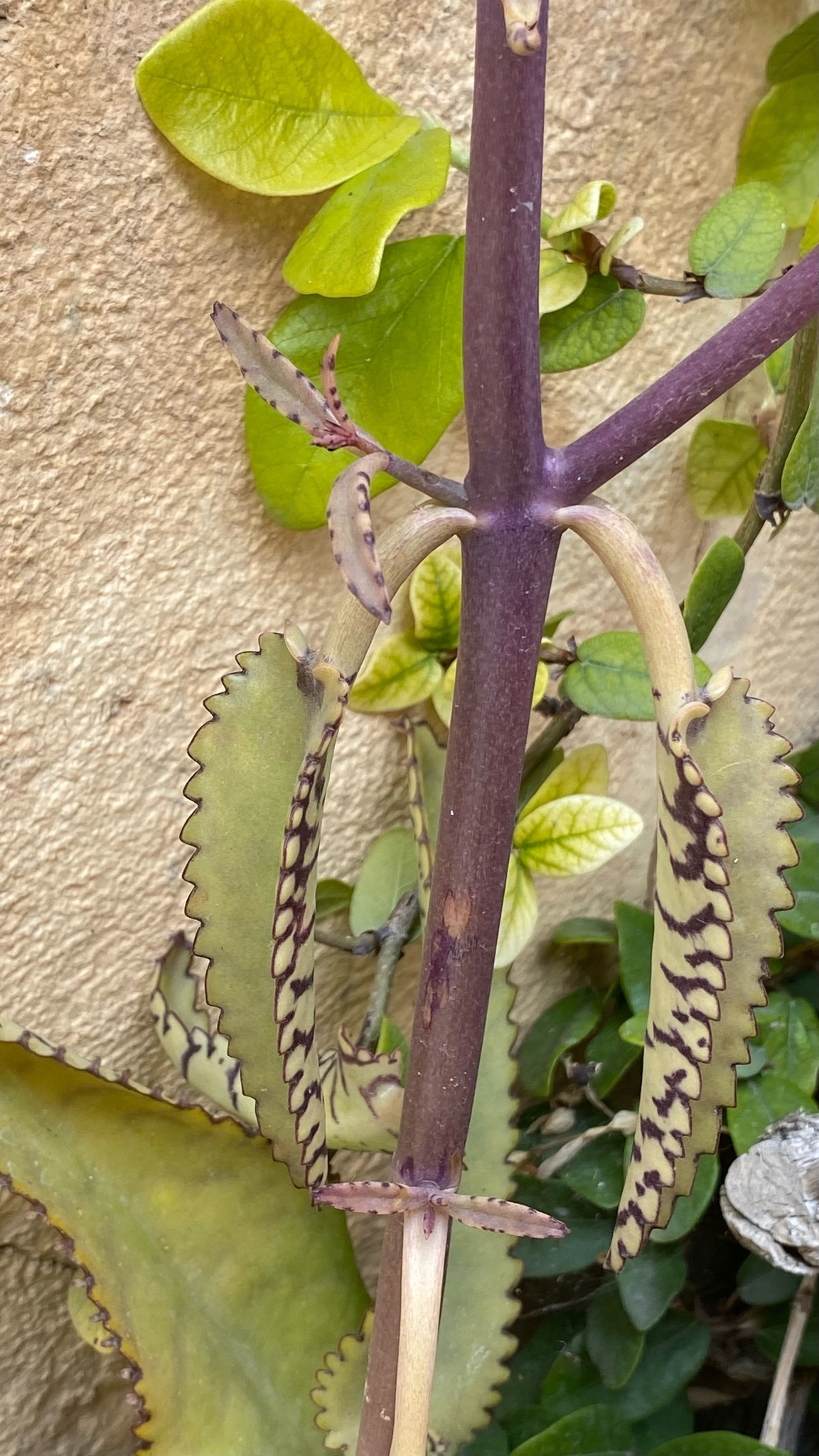 Imagem de Mãe-de-milhares