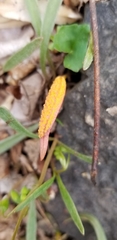 Puccinia mariae-wilsoniae