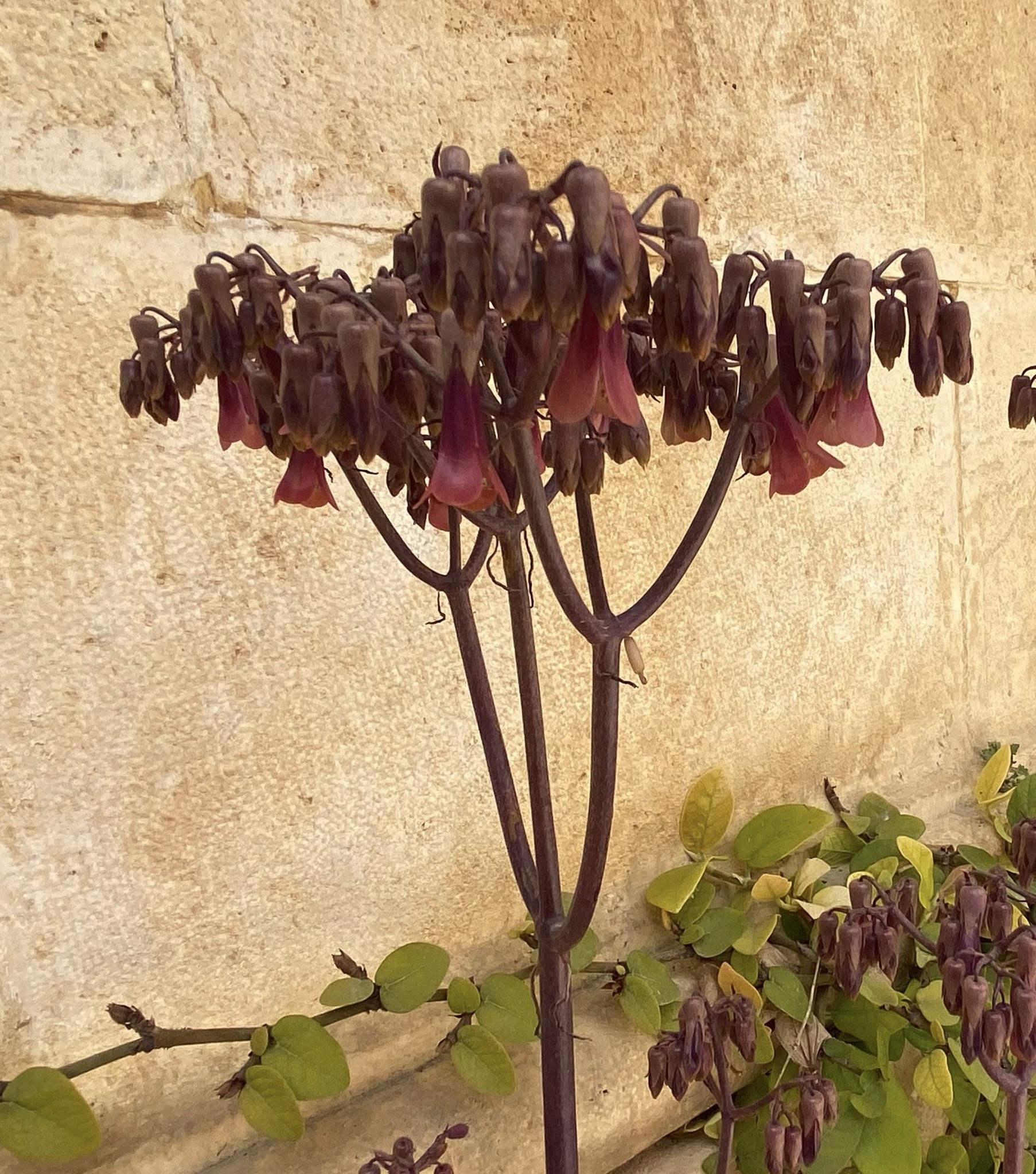 Imagem de Mãe-de-milhares