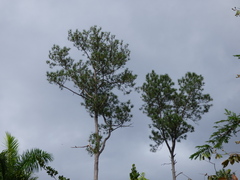 Pinus caribaea caribaea