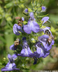 Salvia engelmannii