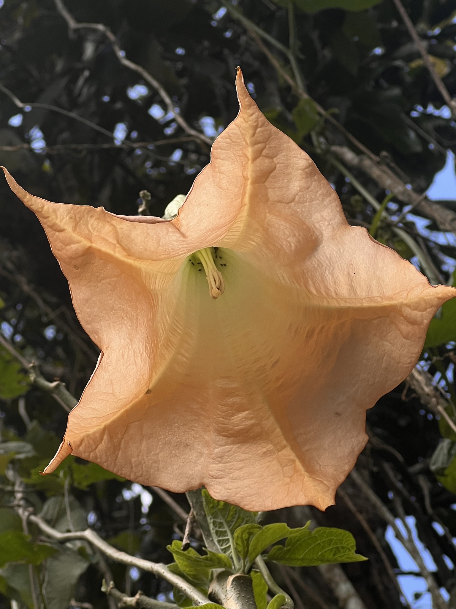 Angel's trumpet