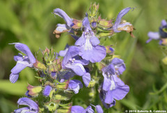 Salvia engelmannii