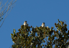 Falco sparverius dominicensis