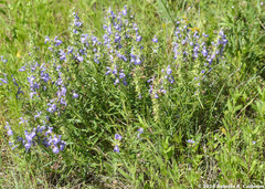 Salvia engelmannii