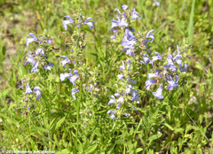 Salvia engelmannii