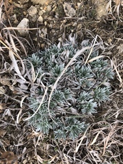 Astragalus gilviflorus