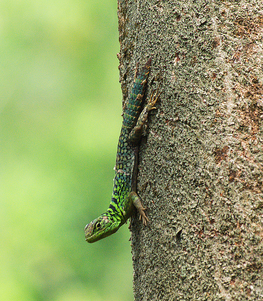 Green Thornytail Iguana from Reserva Natural Palmari, Amazonia, Brazil