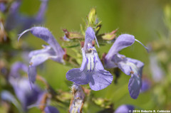 Salvia engelmannii