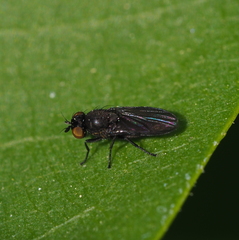 Cnemacantha muscaria