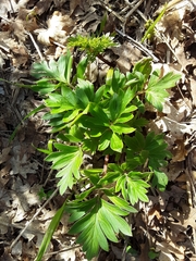 Hydrophyllum capitatum