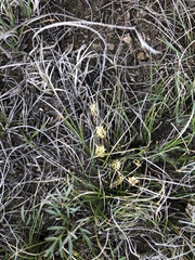 Carex filifolia