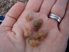 Phasianellidae