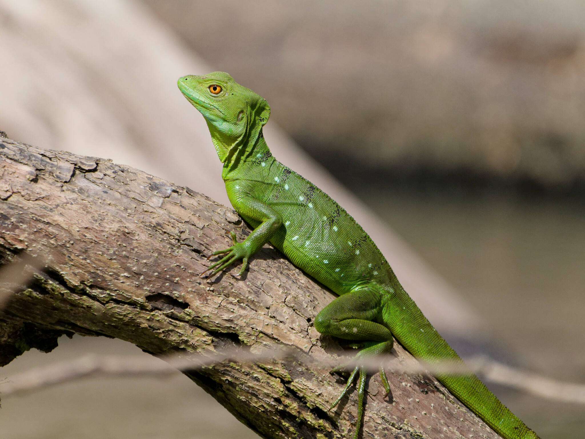 Green Basilisk (Basiliscus plumifrons) · iNaturalist