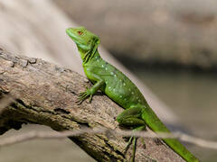 Green Basilisk photo 2
