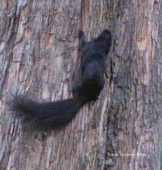 Sciurus aureogaster