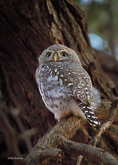 Glaucidium perlatum