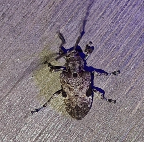 Lagocheirus rogersi