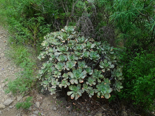 Aeonium davidbramwellii