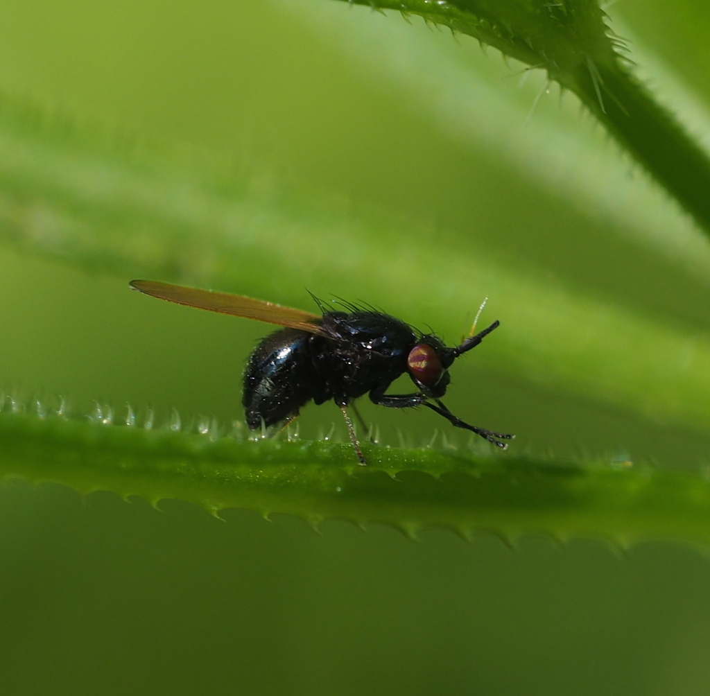 Lauxania minor
