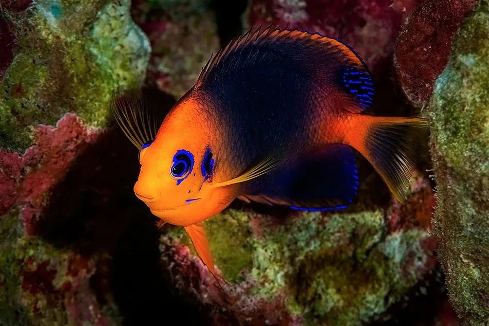 Hotumatua's Angelfish