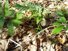 Hydrophyllum capitatum