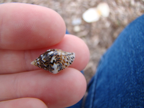 Euplica scripta